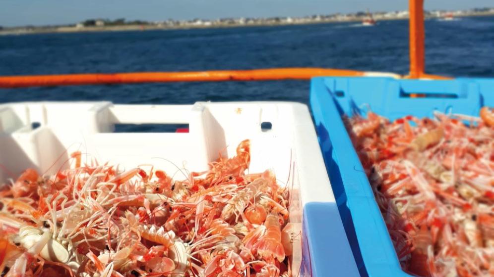09-CCPBS-Gastronomie_langoustine