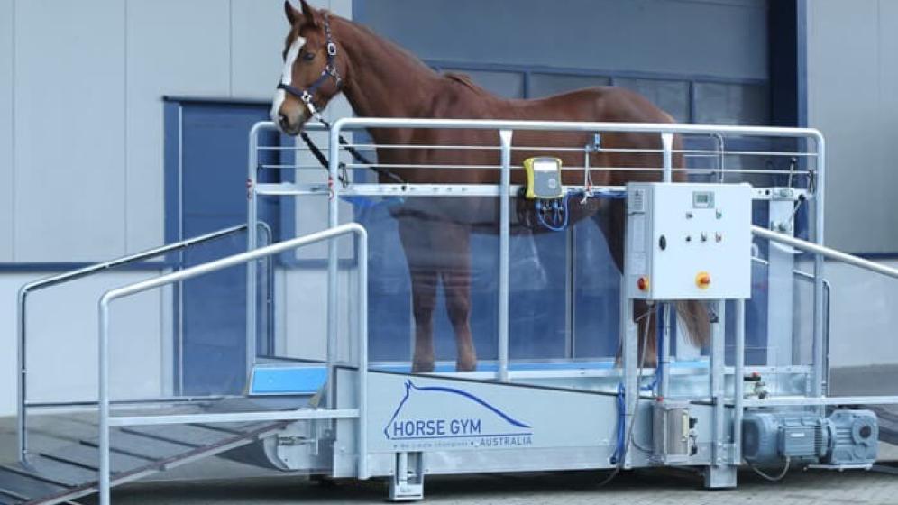 horse-gym-2000-tapis-de-marche