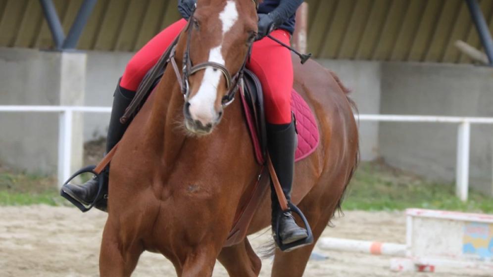 Equipe-de-France-Pentathlon-Moderne-Elodie-Clouvel-Centre-Equestre-municipam