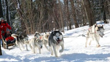 Attelages canins