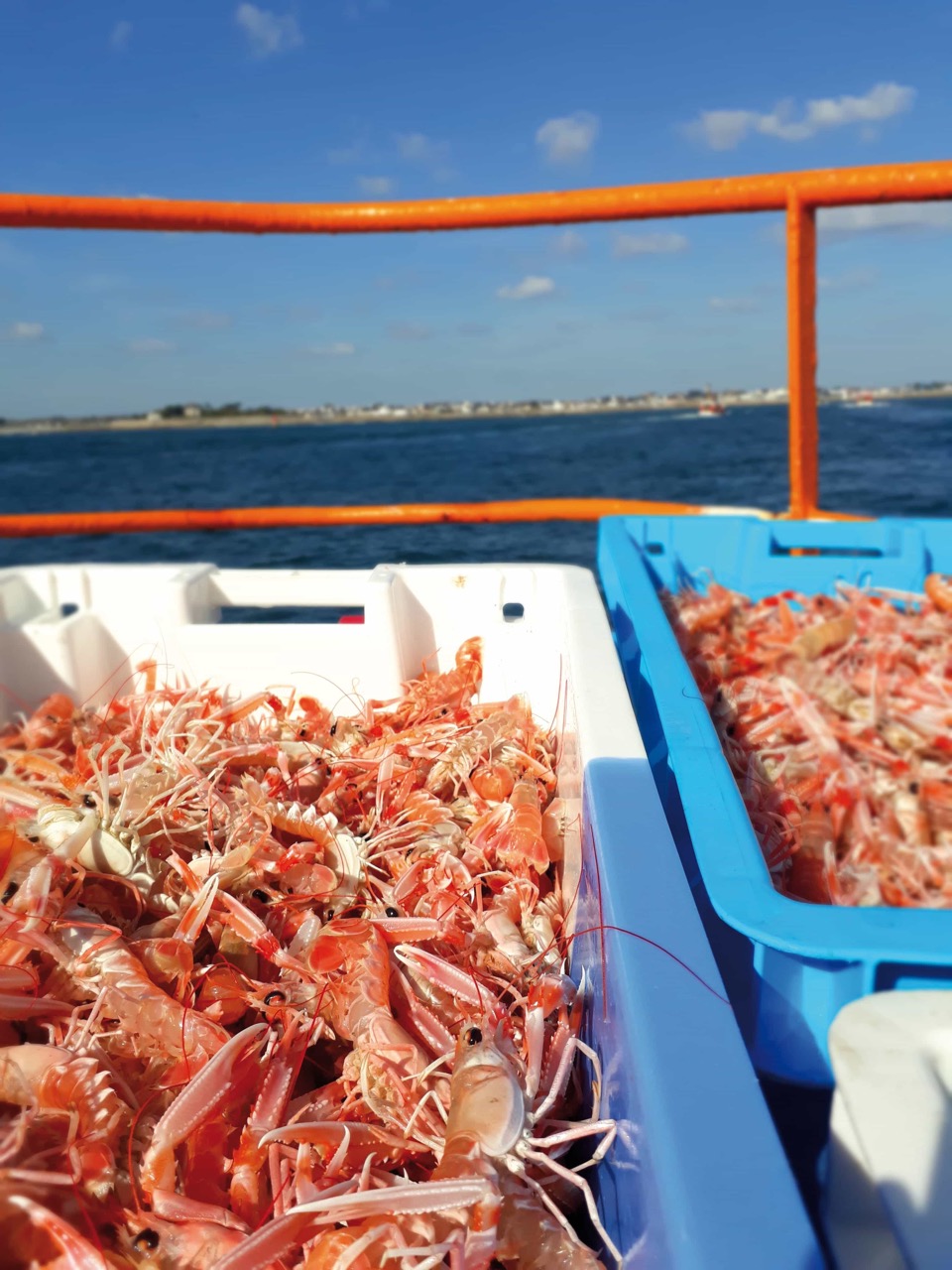 09-CCPBS-Gastronomie_langoustine